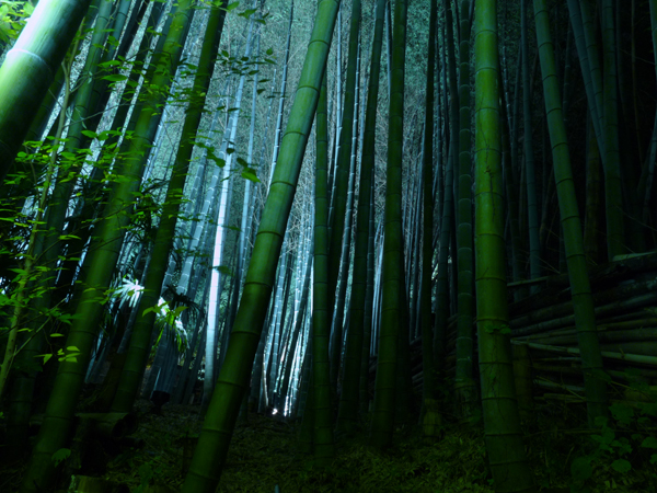 SCENERY Bamboo`BM 14